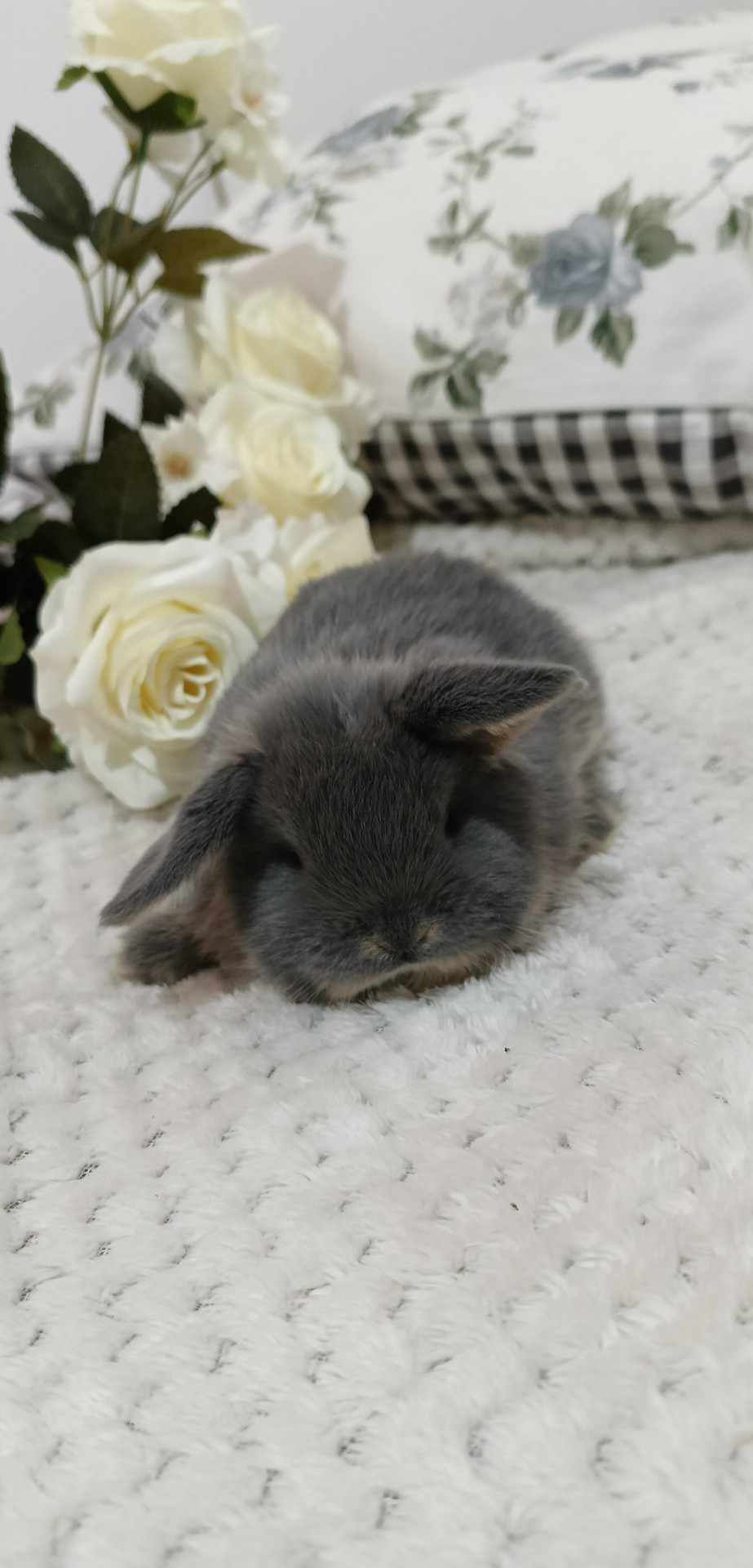 Mini lop króliki karzełek miniaturka baranek