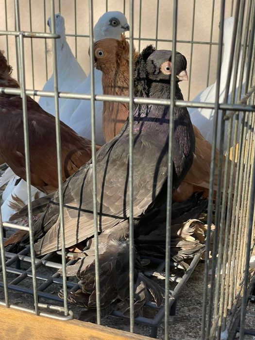 Gołębie ozdobne różnych ras