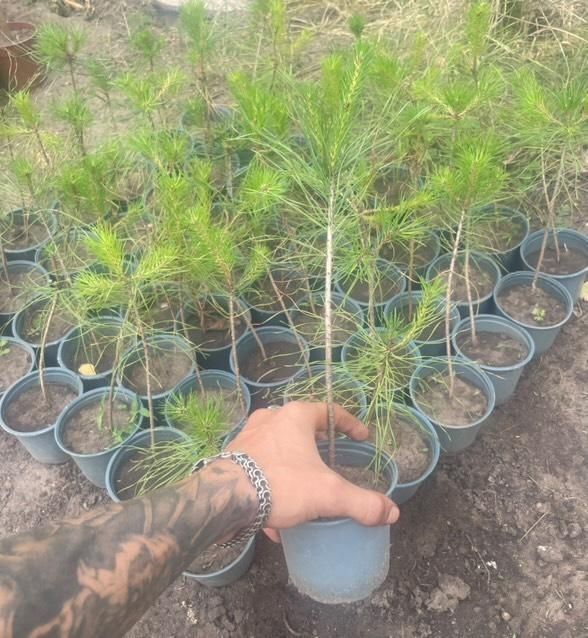 Сосна   звичайна