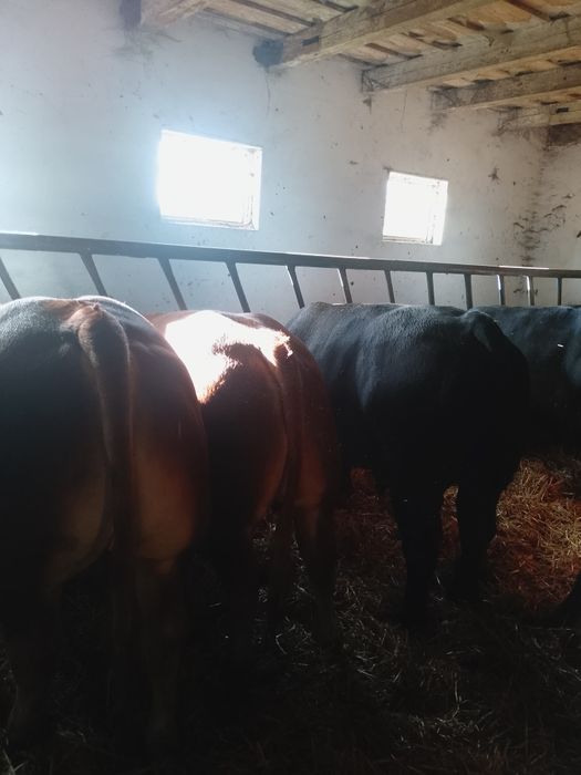 Sprzedam byki mięsne