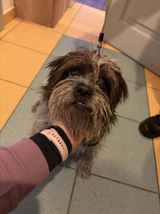 Sunia w typie Shih Tsu ,szuka domu.