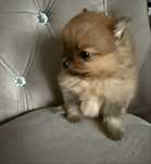 Szpic miniaturowy pomeranian
