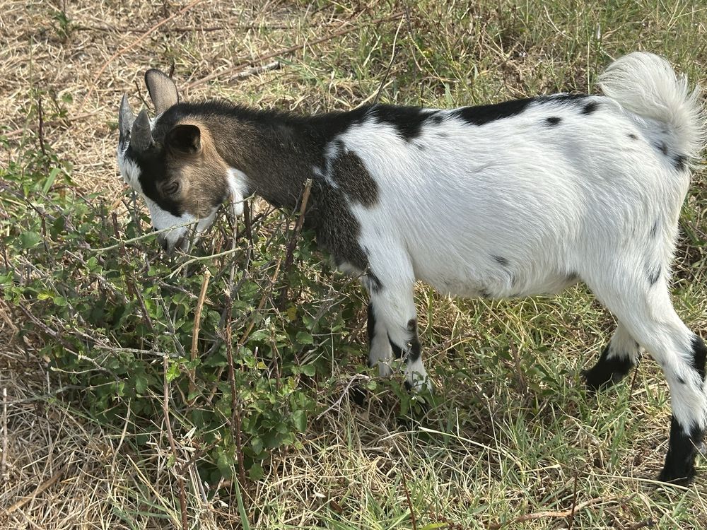 Cabrita Micro Anã