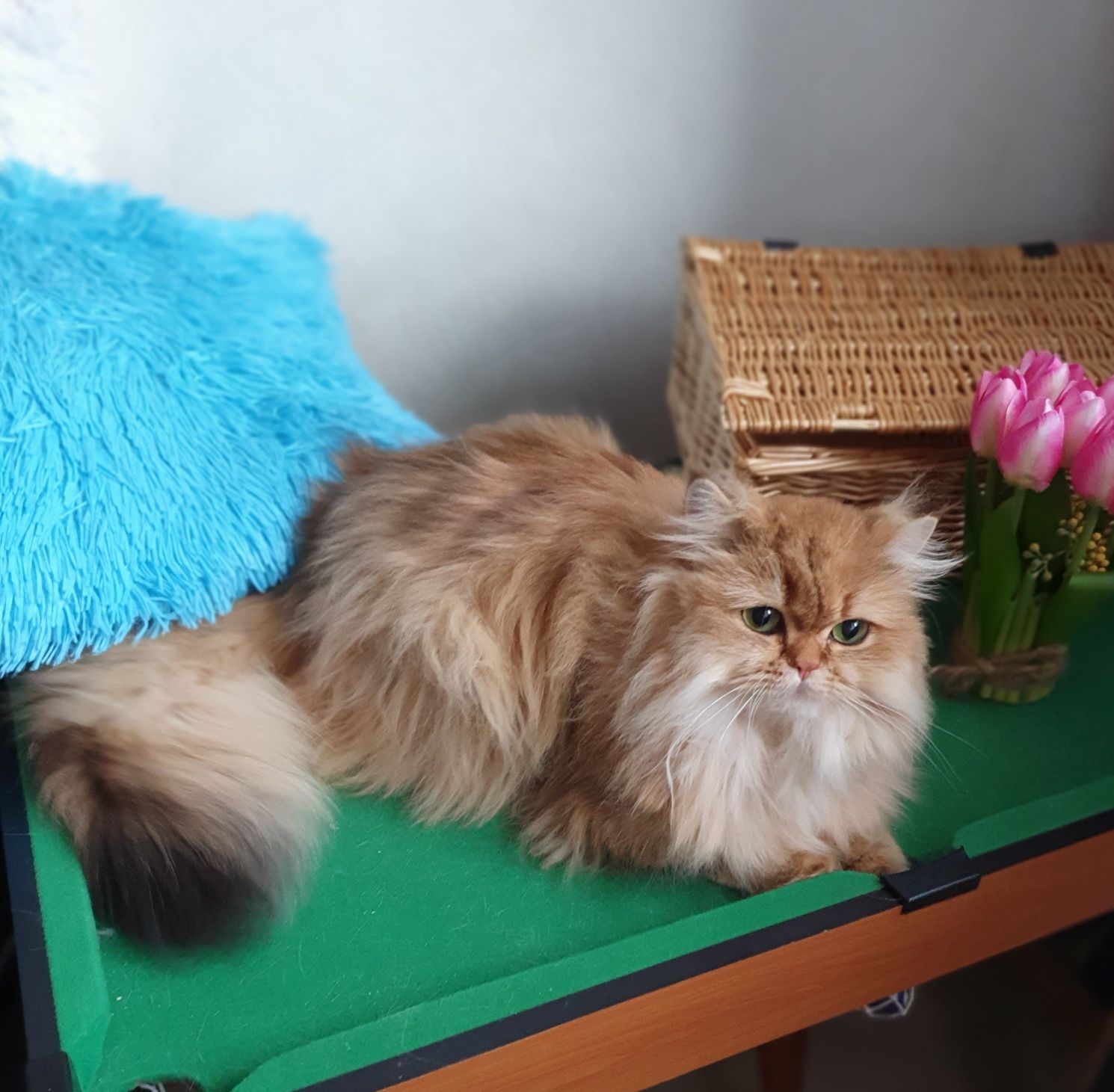 Золотая британская длинношерстная кошечка котята