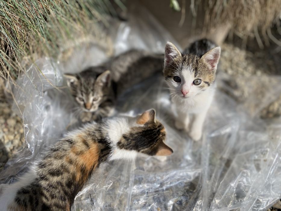 Oddam przyjazne kotki w dobre ręce