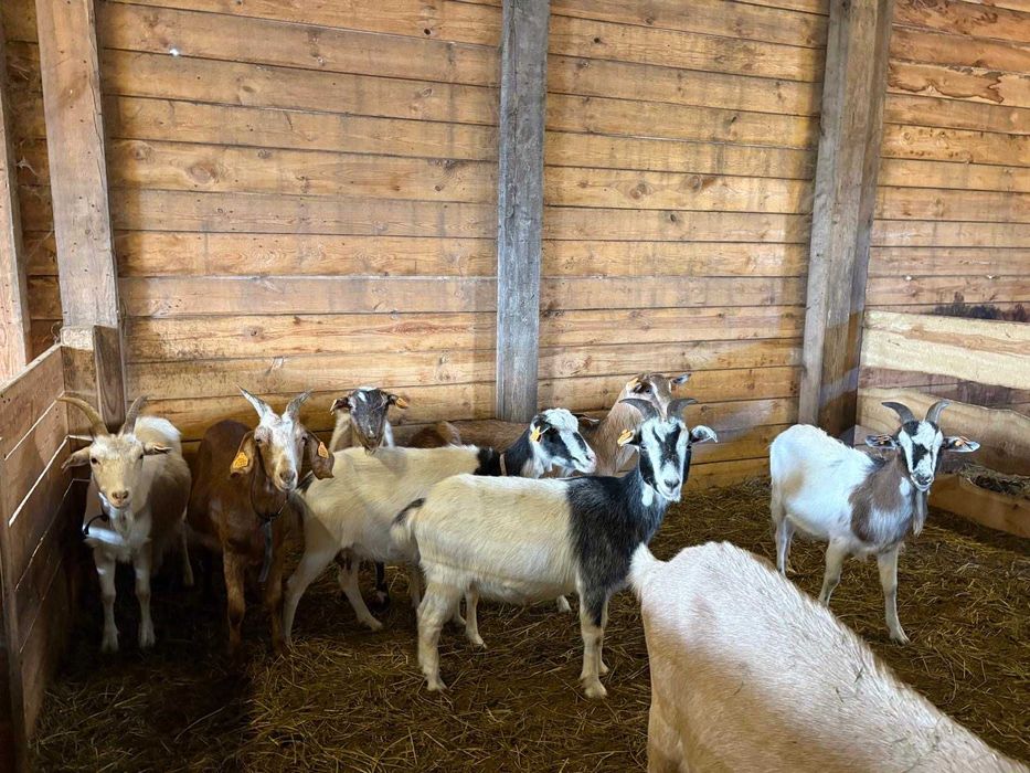 kozy kózki koziołki