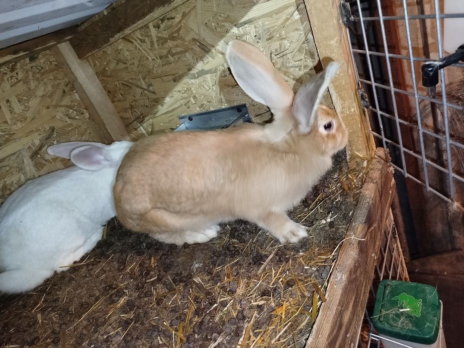 Samiczki młode belgi