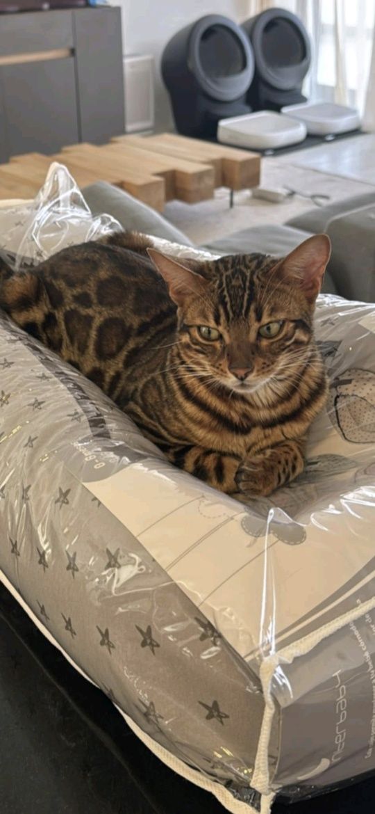 Gato bengal brown