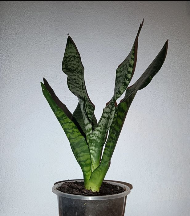 Plantas São Jorge várias