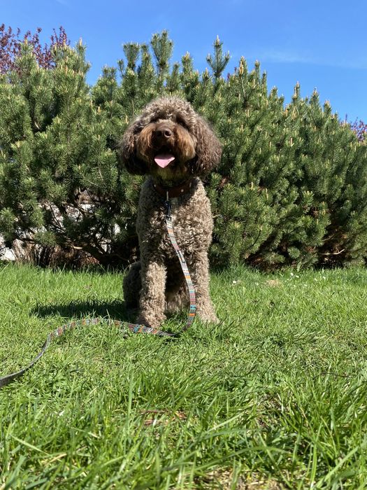 Petsitter, opiekun psów Trójmiasto