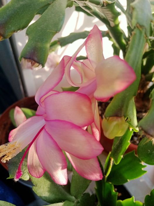 Продам шлюмбергеру розовую, белую, жёлтую, красную