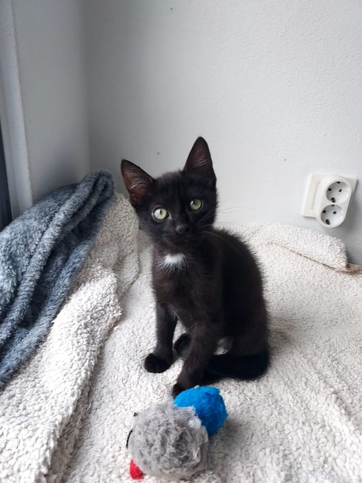 Gatinho bebé para adoção