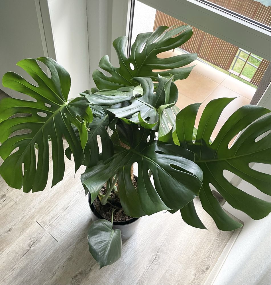 Monstera Deliciosa ( big form )