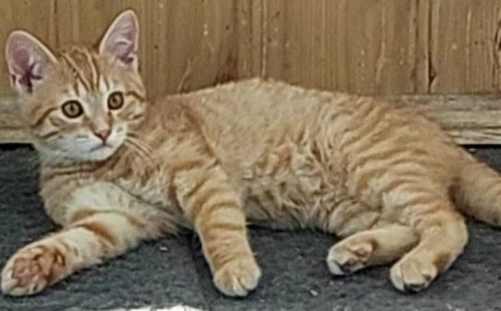 Кошенята в добрі руки