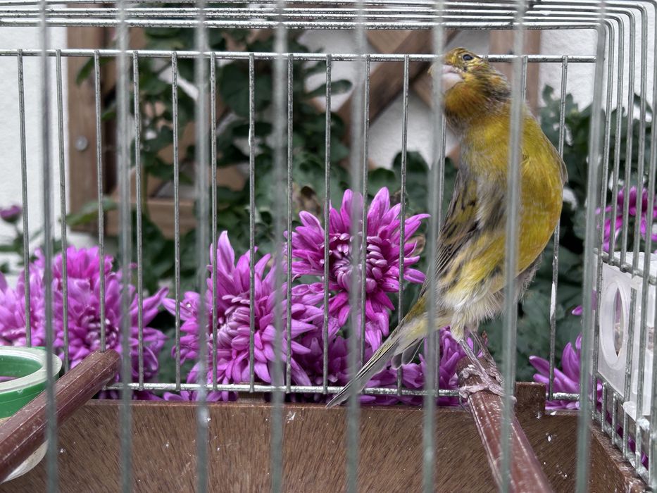 Vendo canário macho deste ano