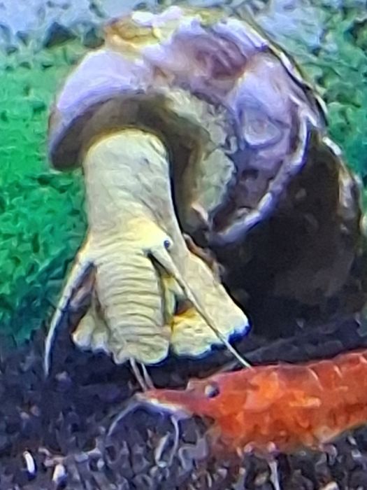 Slimaki tylomelania yellow