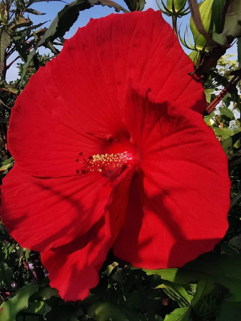 Hibiskus bagienny - MEGA KOLEKCJA - olbrzymi kwiat