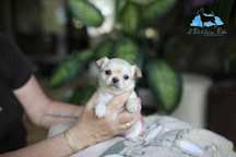 Chihuahua długowłosa