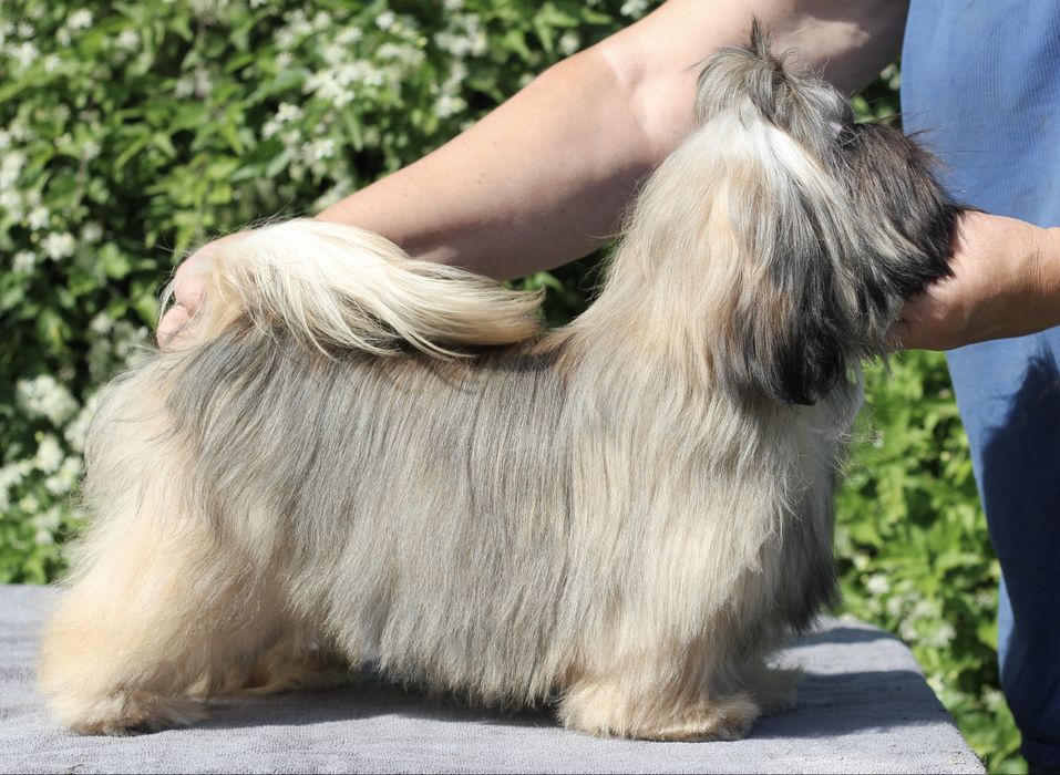 Неймовірна красуня, має вже титри антитіл до сказу