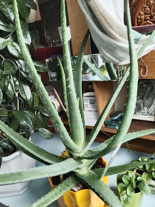 Распродажа  Столетники  и агава