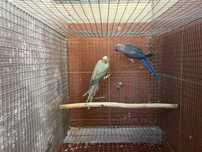 Casal de ring necks prontos a criar
