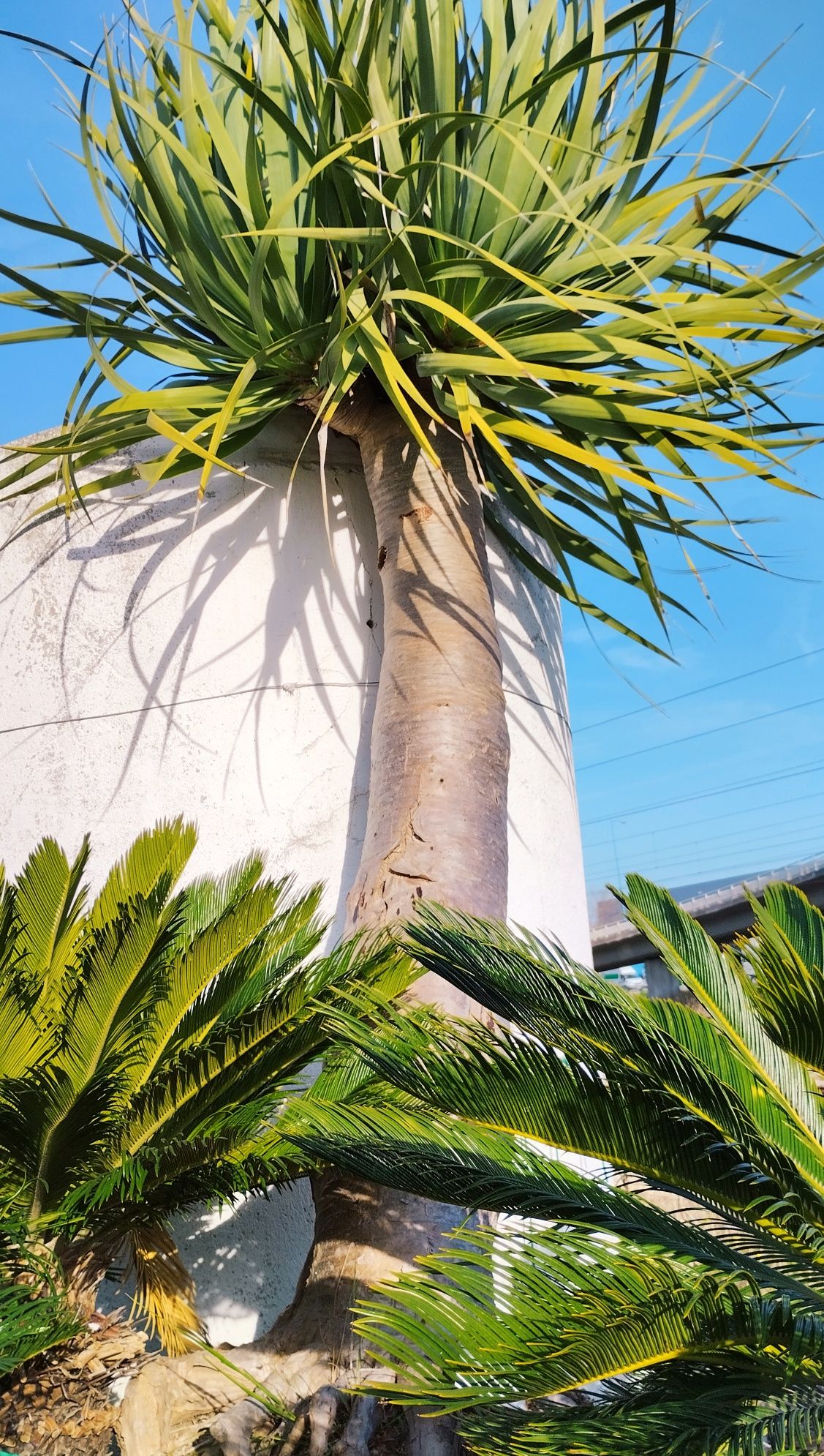 Dragoeiro ou Dracaena draco