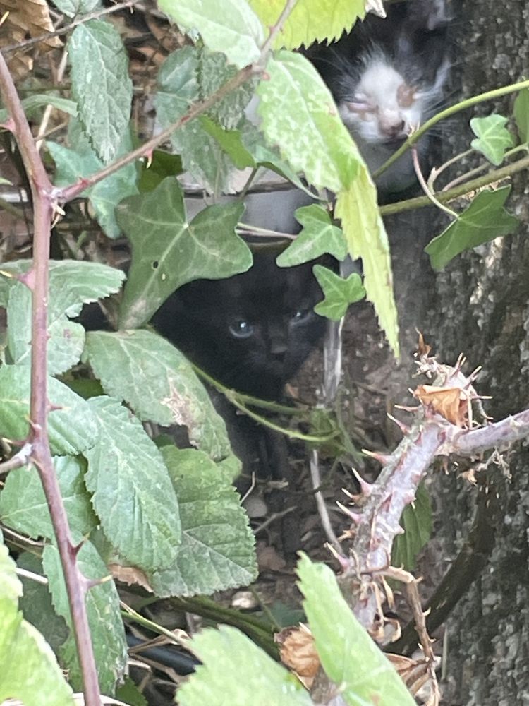 Adopção responsável - Gatos com 2 semanas