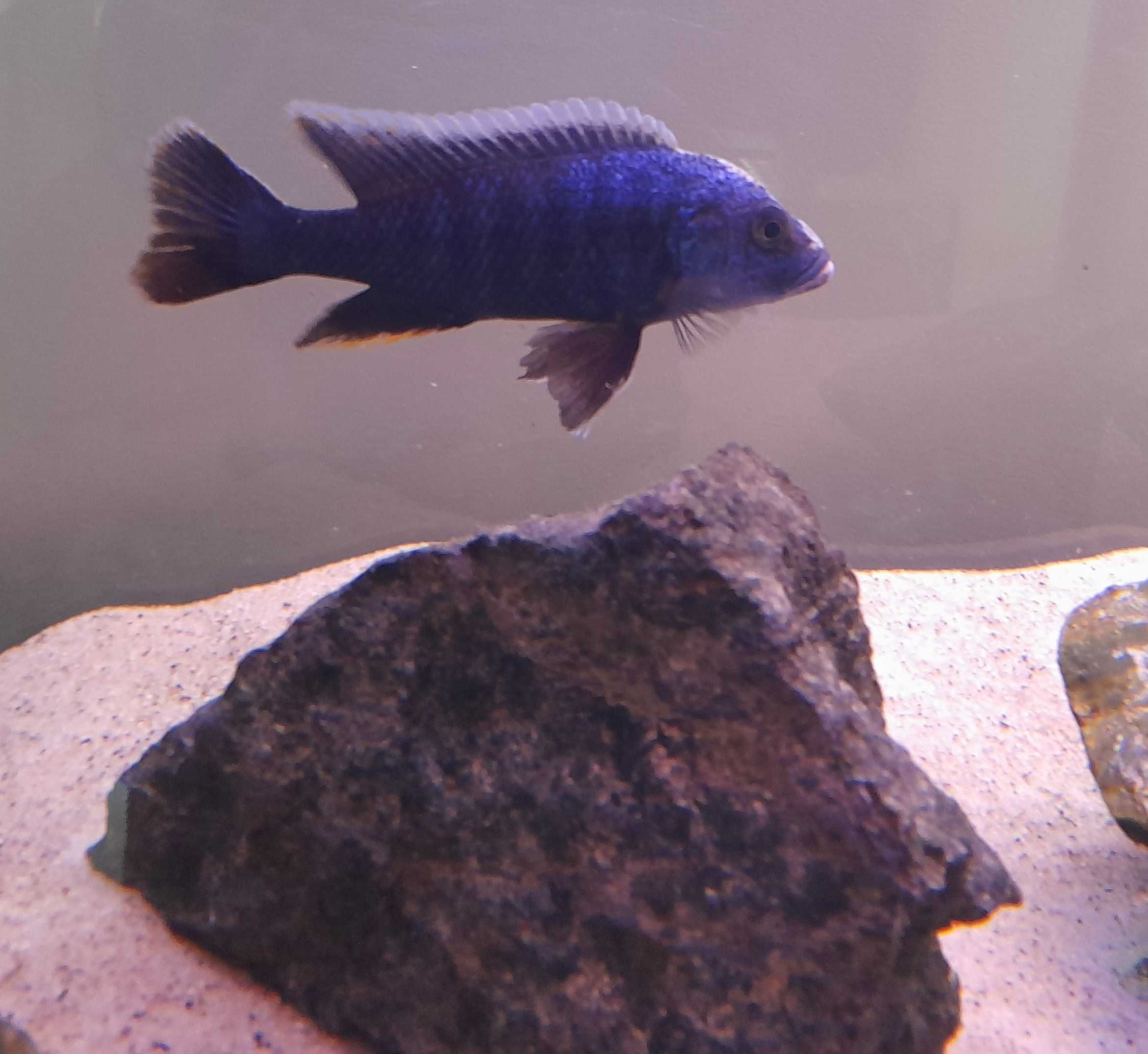 Pyszczaki Sciaenochromis Fryeri Pyszczak lazurowy