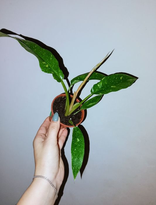 Філодендрон Ring of Fair 175-550грн