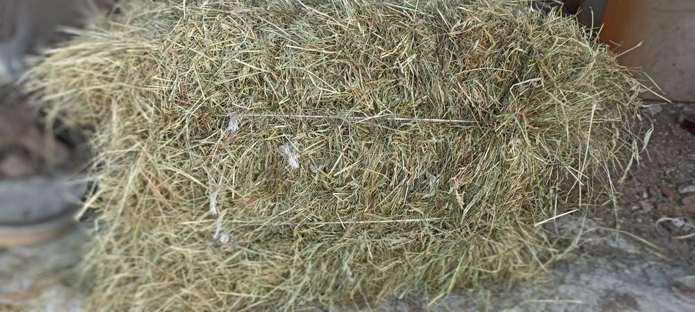 Siano w kostkach 2025 transport!!!