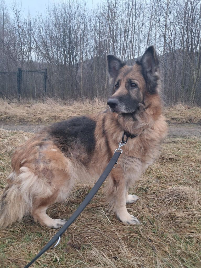 Sofi owczarek niemiecki do adopcji