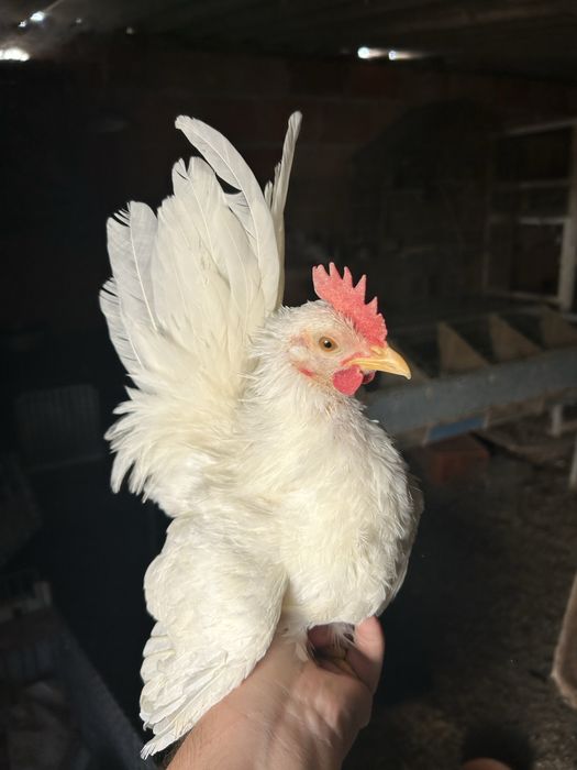 5 machos granizés/cocós