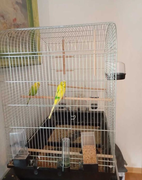 Oddam w dobre ręce 2 papuszki