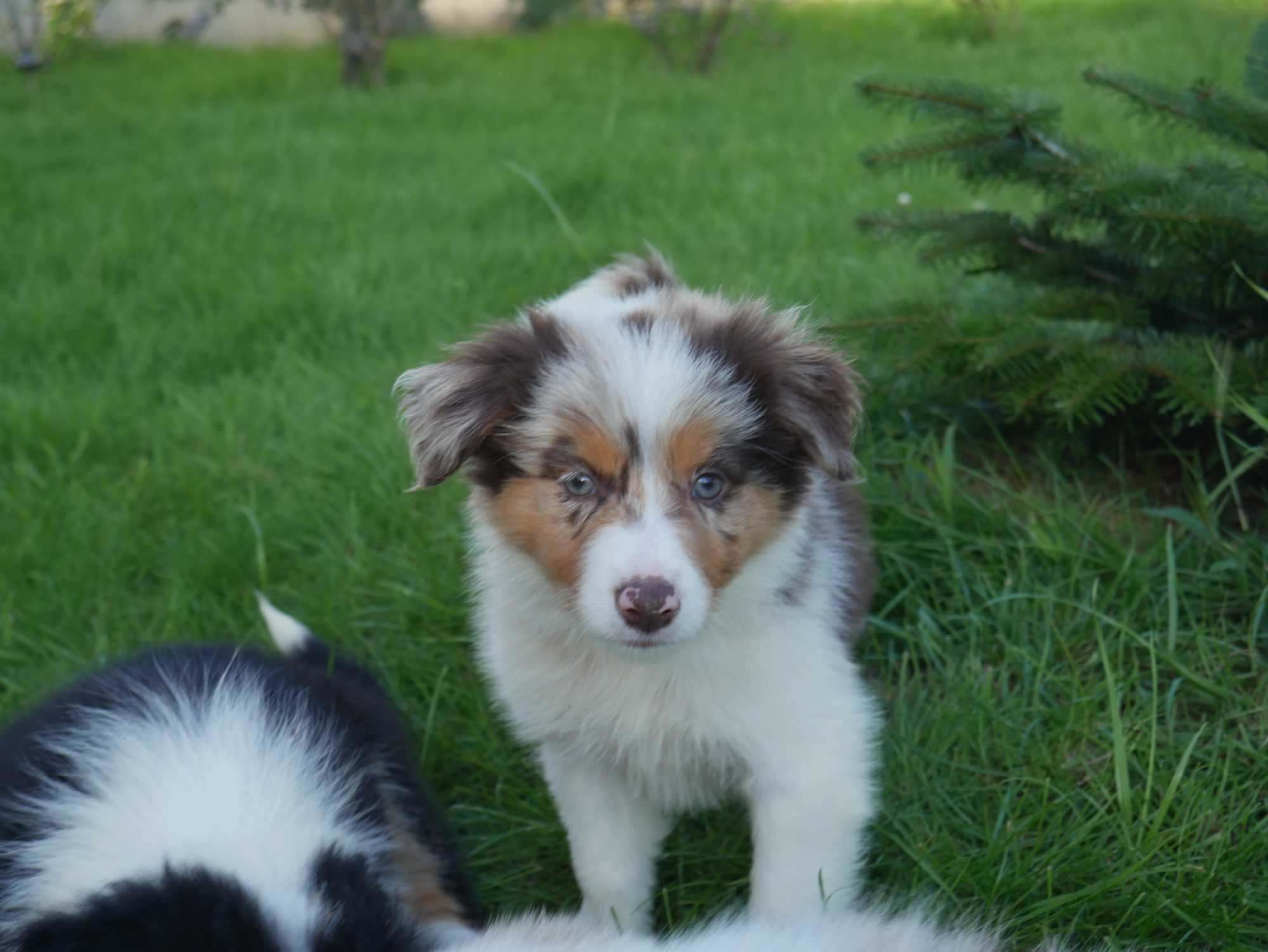 Border collie -  Merle Tri Color
