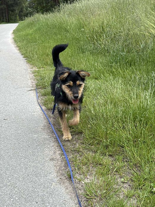 Psie dziecko z cmentarza szuka domu