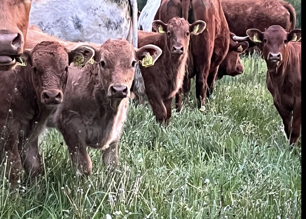 Odasadki,  jałówki