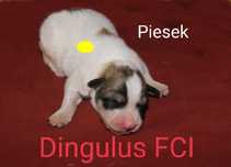 Pirenejski pies górski szczeniaczek