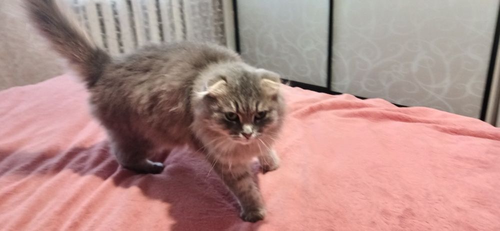 Віддам кицю в добрі руки .