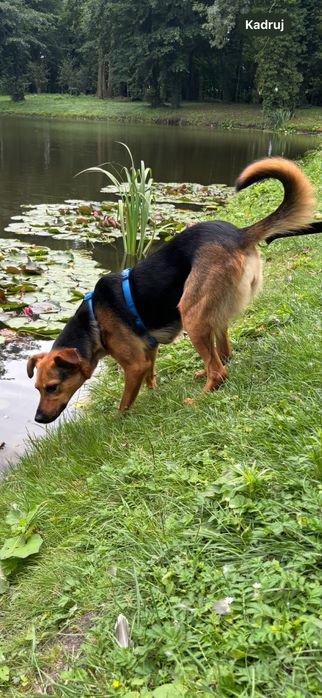 Koda,wspaniala i wyjatkowa,poleca sie do adopcji
