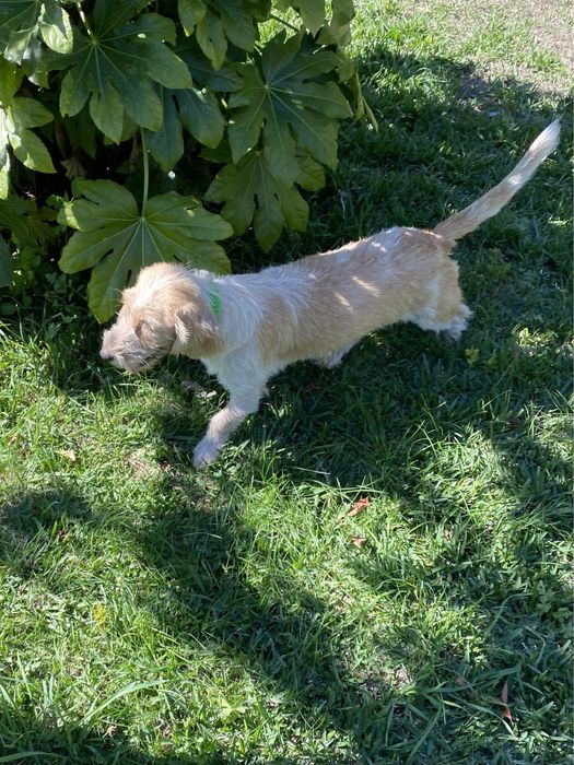 petit basset griffon Vendéen