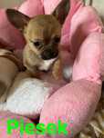 Chihuahua piesek