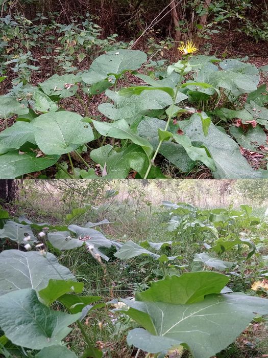 Корінь лопуха, сік з лопуха, сухий і сирий.