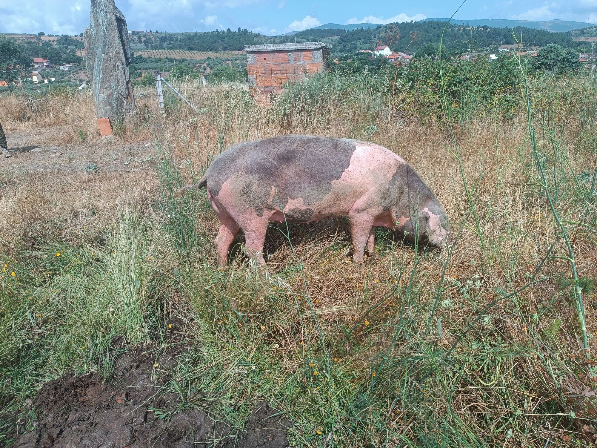 Vendo Porca Bísara pura e está coberta –  ótima genética- muito meiga