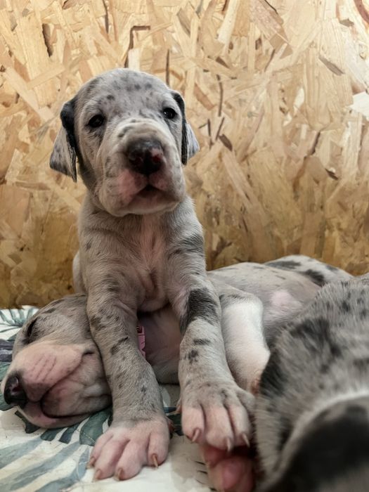 Dogue alemao macho com Lop