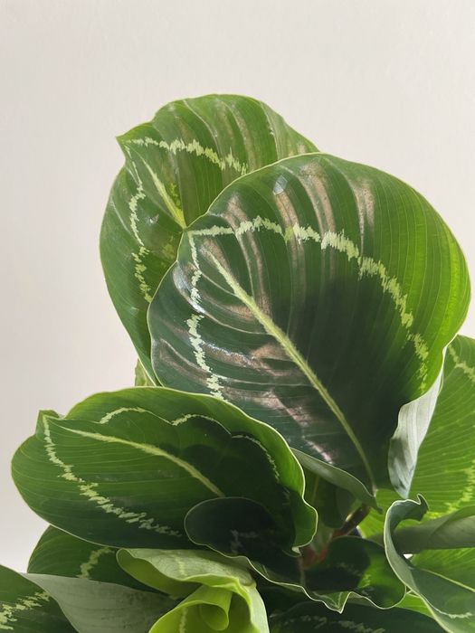 Conjunto Calathea