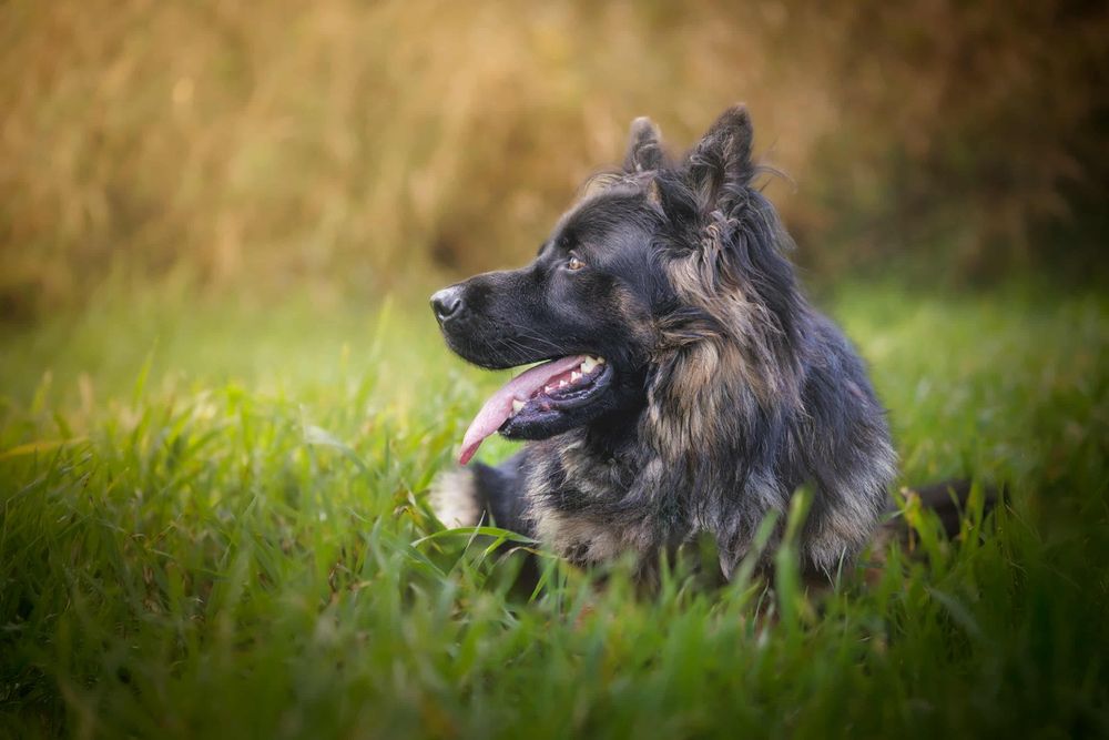 Reproduktor Krycie Owczarek Niemiecki Długowłosy