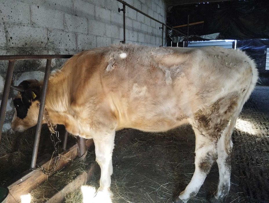 Jałówka do zacielenia i byk