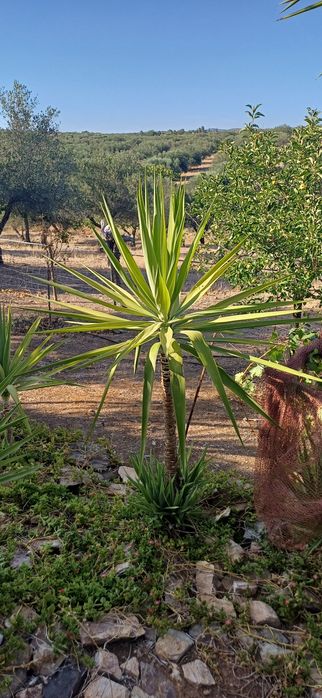 Drogoeiros de vários tamanhos