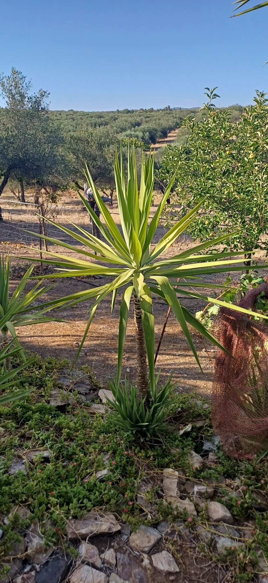 Drogoeiros de vários tamanhos