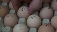 Яйця інкубаційні
